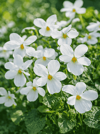 Виола душистая Royal Wedding