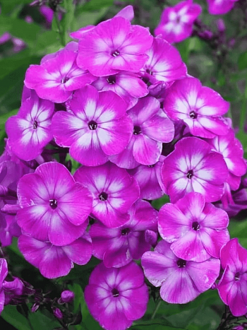 Флокс метельчатый Laura