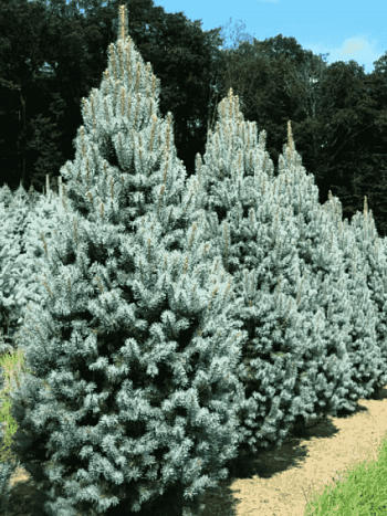 Ель колючая Iseli Fastigiate