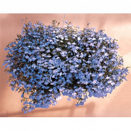 Лобелия ампельная Регата Блю Скай