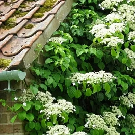 Гортензия плетистая Green Racer