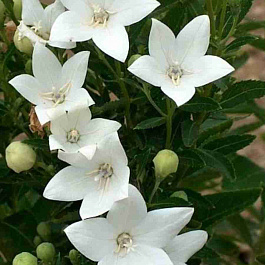 Платикодон Album White