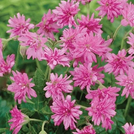 Герань оксфордская Southcombe Double