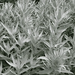 Полынь людовика Valerie Finnis