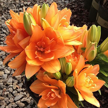Лилия азиатская махровая Дабл Ориндж НАБОР 2ШТ (2+2)