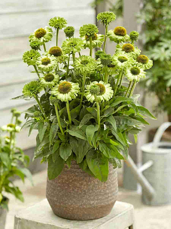 Эхинацея пурпурная Sunseekers Apple Green