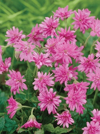 Герань оксфордская Southcombe Double