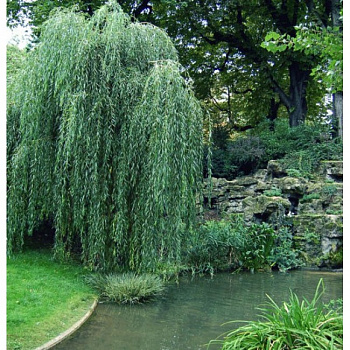 Ива Водопад