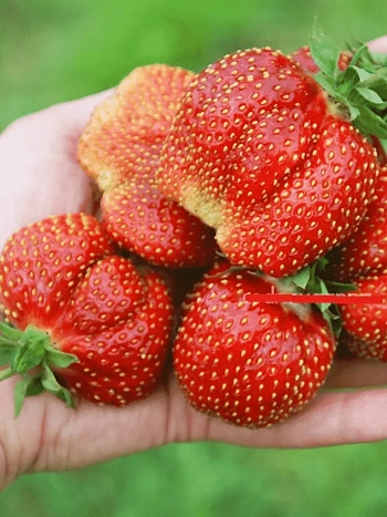 Земляника садовая Кармен