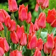 Тюльпан ботанический Toronto