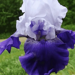 Ирис германский Best Bet