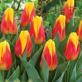 Тюльпан Грейга Айс Лолли