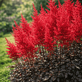 Астильба гибридная Mighty Chocolate Cherry