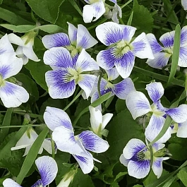 Виола сестринская Blue Cloud