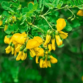 Карагана древовидная