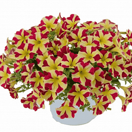 Петуния Amore King of Hearts (Кашпо)