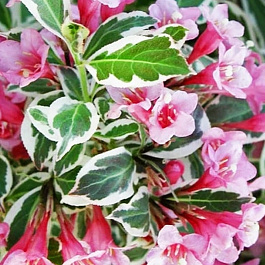 Вейгела цветущая Карикатура