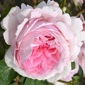 Роза Кордес парковая Принцесса Александра Люксембургская