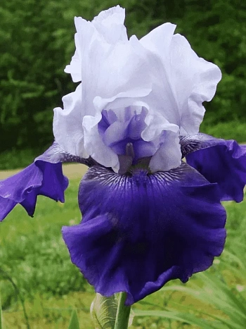 Ирис германский Best Bet