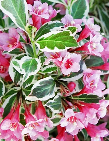 Вейгела цветущая Карикатура