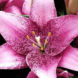 Лилия Sweet Sugar