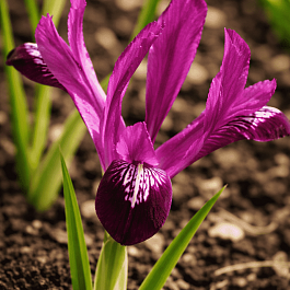 Ирис сетчатый Purple Gem