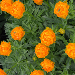 Купальница культурная Ориндж Глоб