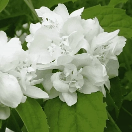 Чубушник Снежная буря