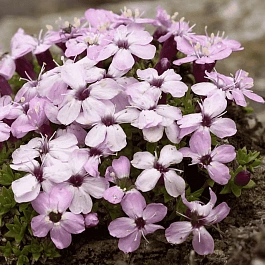 Смолёвка бесстебельная Acaulis