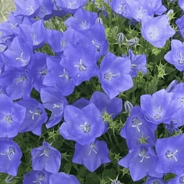 Колокольчик  карпатский Avida Blue