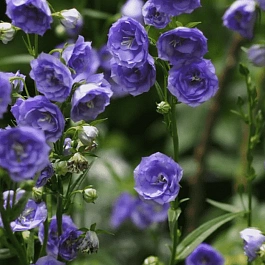 Колокольчик персиколистный LA BELLE BLUE