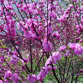 Миндаль трехлопастной Раскрасавица