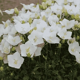 Колокольчик  карпатский White Clips