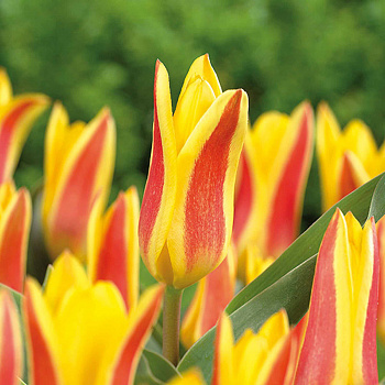 Тюльпан Кауфмана Джузеппе Верди