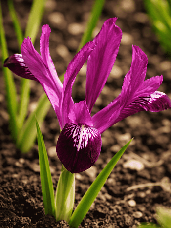 Ирис сетчатый Purple Gem