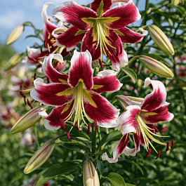 Лилия Beverly Dream