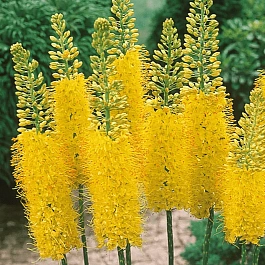 Эремурус Bungei