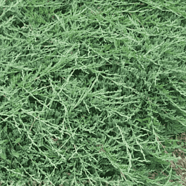 Можжевельник горизонтальный Jade River