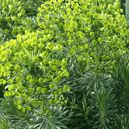 Молочай миндалевидный Robbie