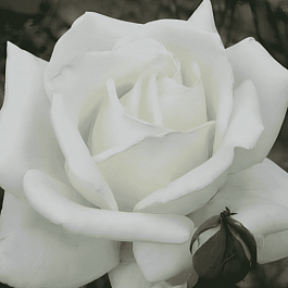 Роза Чайно-гибридная Polar Star