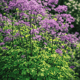 Василистник Делавея Black Stockings