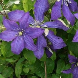 Клематис Rhapsody