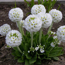 Примула мелкозубчатая Альба