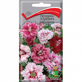 Гвоздика Геддевига Смесь окрасок