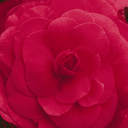 Бегония клубневая GO! Early Deep Rose