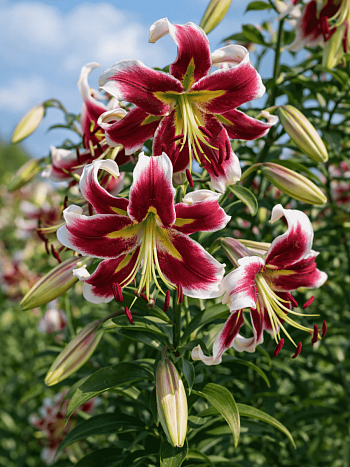 Лилия Beverly Dream