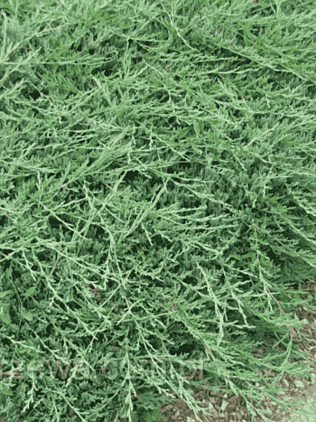 Можжевельник горизонтальный Jade River