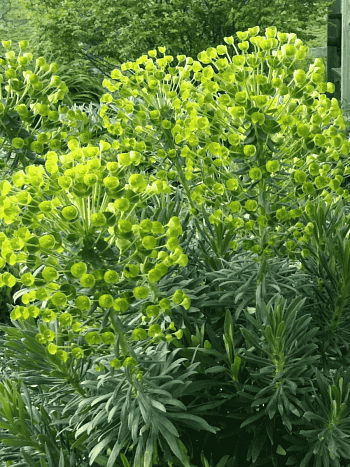 Молочай миндалевидный Robbie