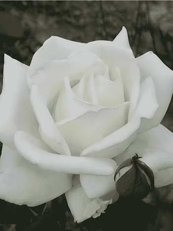 Роза Чайно-гибридная Polar Star