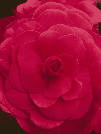 Бегония клубневая GO! Early Deep Rose